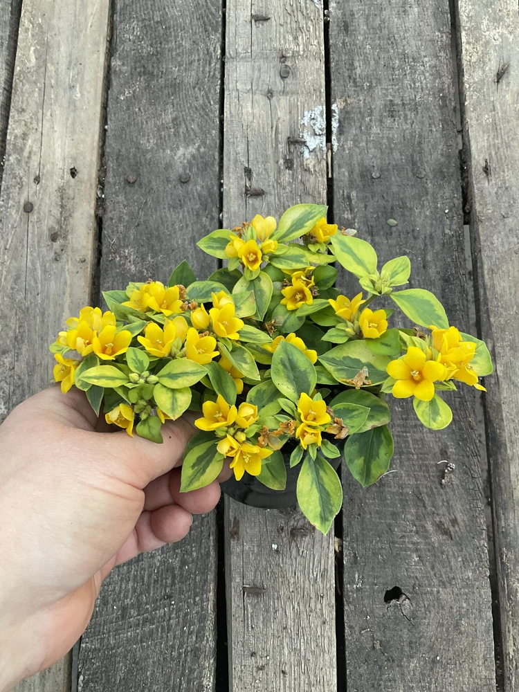 Variegated Lysimachia Live Plant – 4.5 inch Pot – Outdoor Groundcover - Image 3