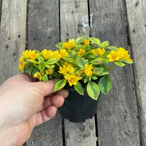 Variegated Lysimachia Live Plant – 4.5 inch Pot – Outdoor Groundcover - Image 4