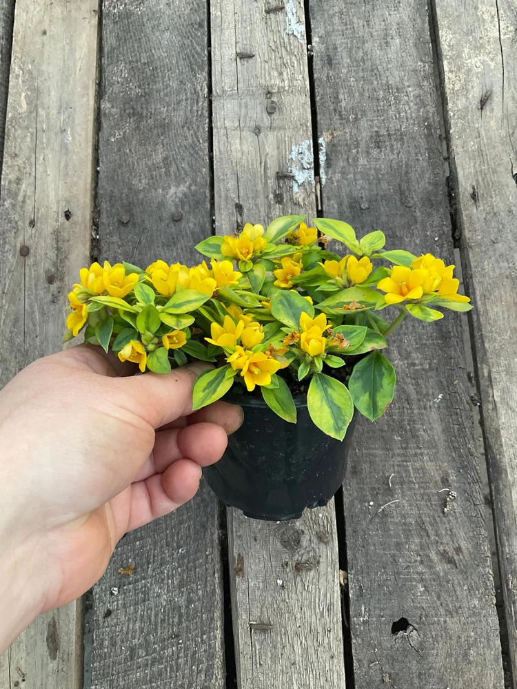 Variegated Lysimachia Live Plant – 4.5 inch Pot – Outdoor Groundcover - Image 4