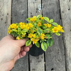Variegated Lysimachia Live Plant – 4.5 inch Pot – Outdoor Groundcover - Image 5