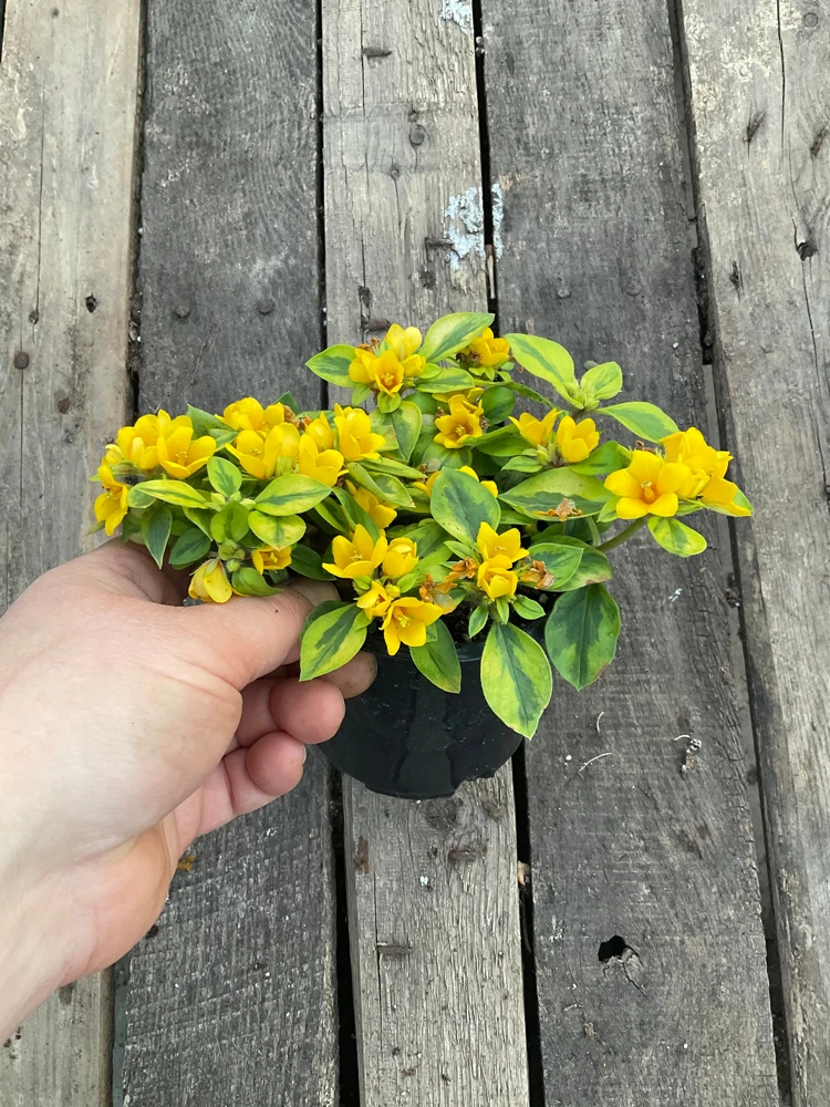Variegated Lysimachia Live Plant – 4.5 inch Pot – Outdoor Groundcover - Image 5