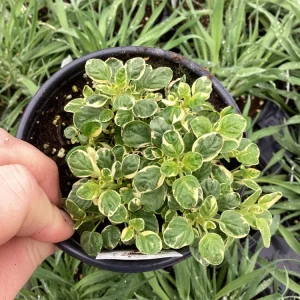 Variegated Oregano Live Plant – 4.5 inch Pot – Culinary Herb - Image 2