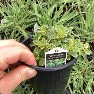 Variegated Oregano Live Plant – 4.5 inch Pot – Culinary Herb - Image 3