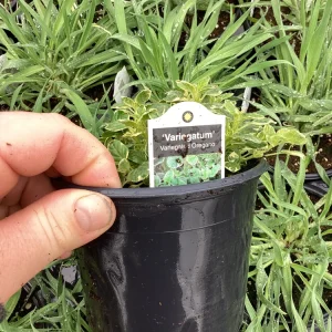 Variegated Oregano Live Plant – 4.5 inch Pot – Culinary Herb - Image 4