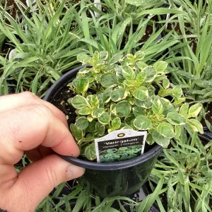 Variegated Oregano Live Plant – 4.5 inch Pot – Culinary Herb - Image 5