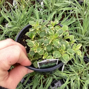 Variegated Oregano Live Plant – 4.5 inch Pot – Culinary Herb - Image 6