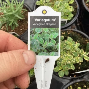 Variegated Oregano Live Plant – 4.5 inch Pot – Culinary Herb - Image 7
