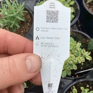 Variegated Oregano Live Plant – 4.5 inch Pot – Culinary Herb - Image 8