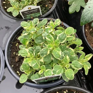 Variegated Oregano Live Plant – 4.5 inch Pot – Culinary Herb - Image 1