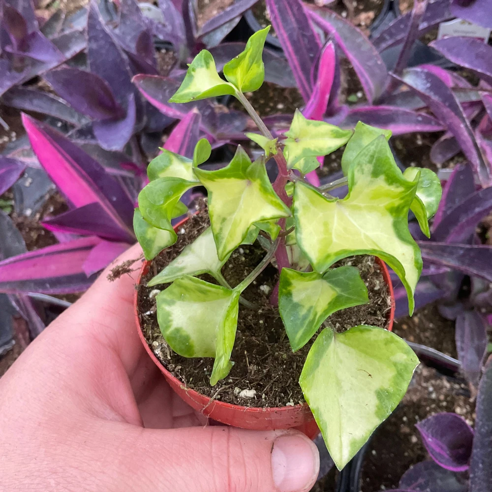 Variegated Wax Ivy Live Plant – 3 inch Pot – Indoor Houseplant - Image 2