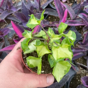 Variegated Wax Ivy Live Plant – 3 inch Pot – Indoor Houseplant - Image 3