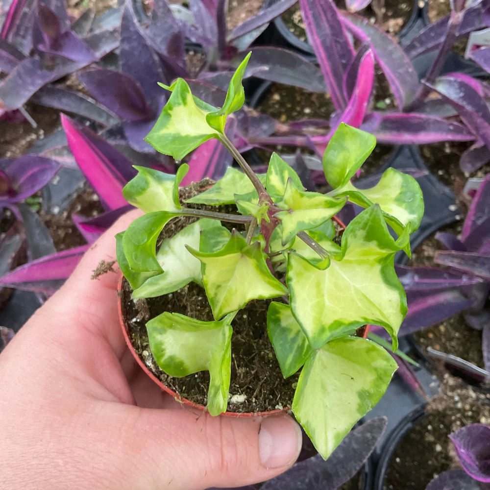Variegated Wax Ivy Live Plant – 3 inch Pot – Indoor Houseplant - Image 3