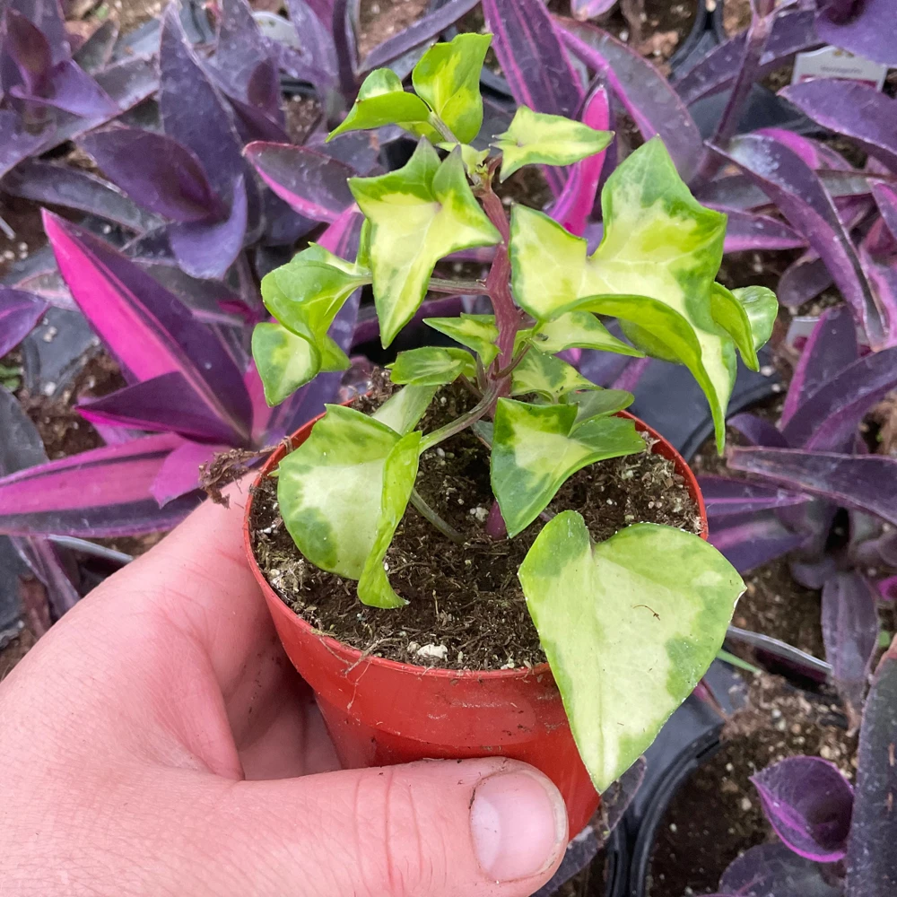 Variegated Wax Ivy Live Plant – 3 inch Pot – Indoor Houseplant - Image 4