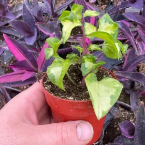Variegated Wax Ivy Live Plant – 3 inch Pot – Indoor Houseplant - Image 5