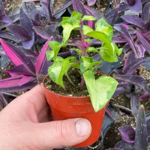 Variegated Wax Ivy Live Plant – 3 inch Pot – Indoor Houseplant - Image 6