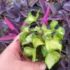 Variegated Wax Ivy Live Plant – 3 inch Pot – Indoor Houseplant - Image 1