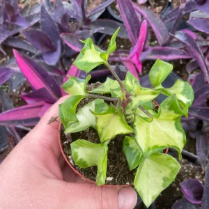 Variegated Wax Ivy Live Plant – 3 inch Pot – Indoor Houseplant - Image 1