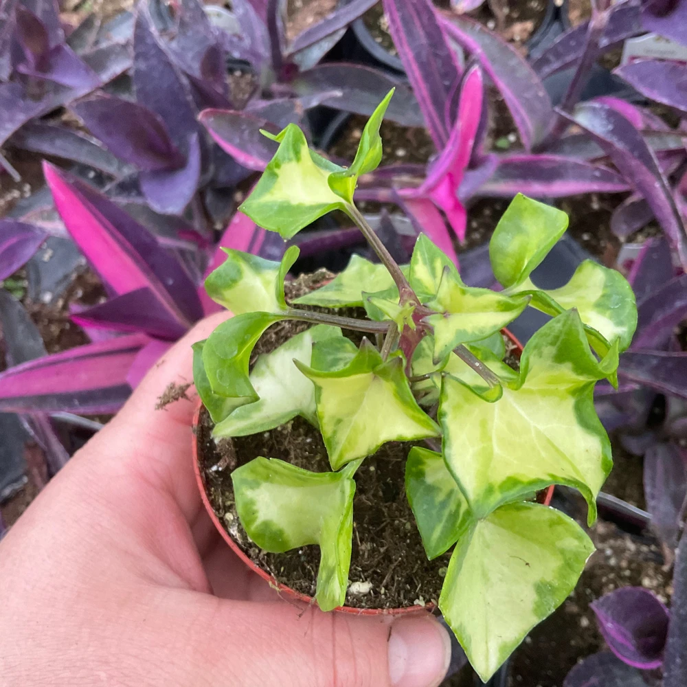 Variegated Wax Ivy Live Plant – 3 inch Pot – Indoor Houseplant - Image 1