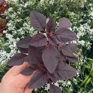 Velvet Curtains Amaranthus Live Plant – 4.5 inch Nursery Pot – Outdoor Foliage - Image 2