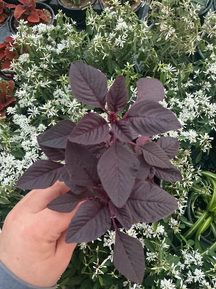 Velvet Curtains Amaranthus Live Plant – 4.5 inch Nursery Pot – Outdoor Foliage - Image 2