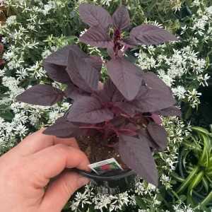 Velvet Curtains Amaranthus Live Plant – 4.5 inch Nursery Pot – Outdoor Foliage - Image 3