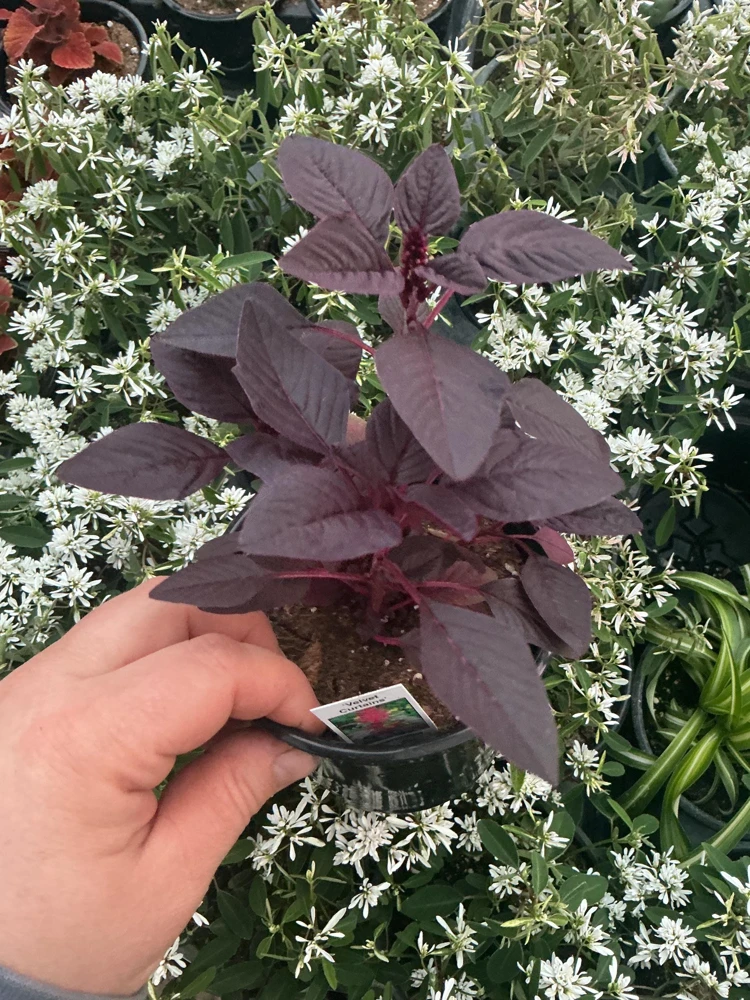 Velvet Curtains Amaranthus Live Plant – 4.5 inch Nursery Pot – Outdoor Foliage - Image 3