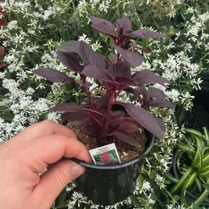 Velvet Curtains Amaranthus Live Plant – 4.5 inch Nursery Pot – Outdoor Foliage - Image 4