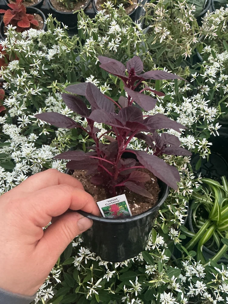 Velvet Curtains Amaranthus Live Plant – 4.5 inch Nursery Pot – Outdoor Foliage - Image 4