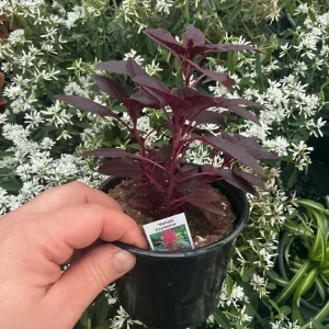Velvet Curtains Amaranthus Live Plant – 4.5 inch Nursery Pot – Outdoor Foliage - Image 5