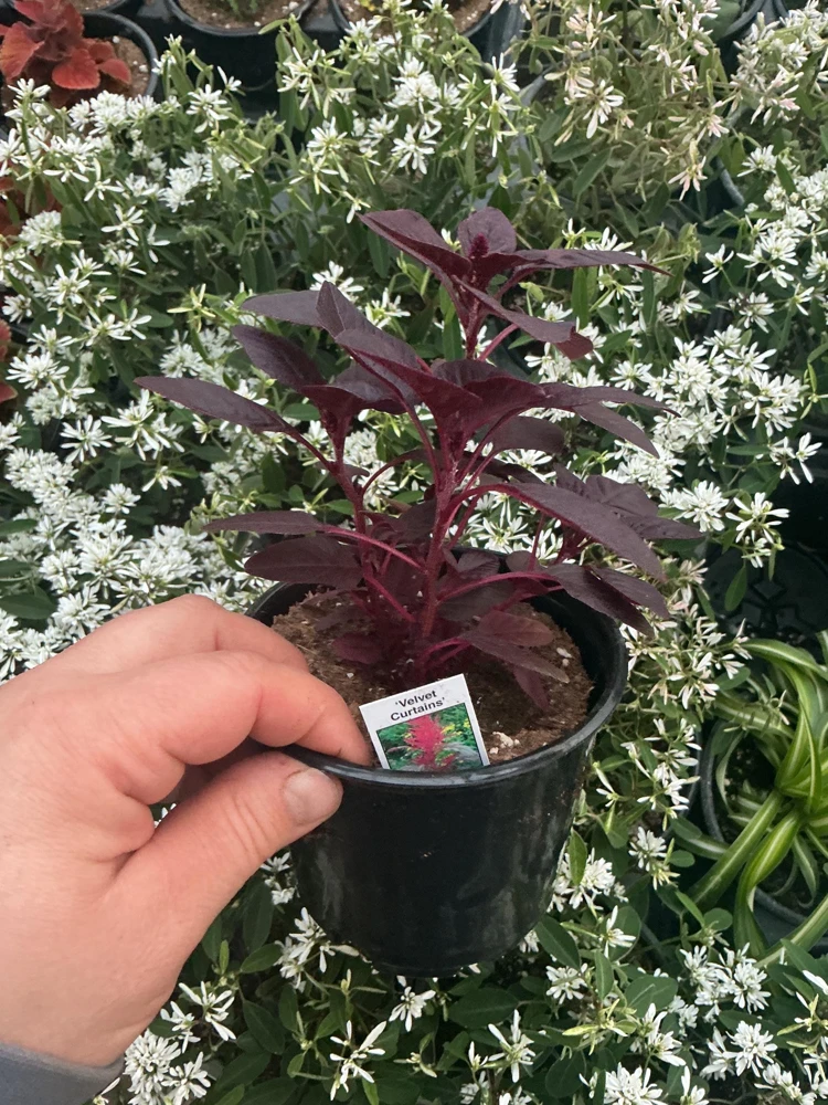 Velvet Curtains Amaranthus Live Plant – 4.5 inch Nursery Pot – Outdoor Foliage - Image 5
