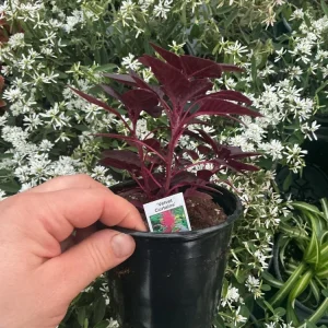 Velvet Curtains Amaranthus Live Plant – 4.5 inch Nursery Pot – Outdoor Foliage - Image 6