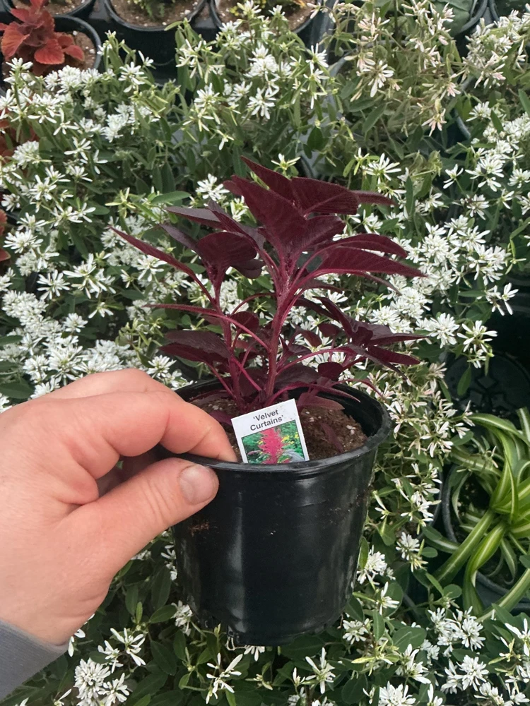 Velvet Curtains Amaranthus Live Plant – 4.5 inch Nursery Pot – Outdoor Foliage - Image 6