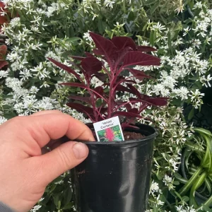 Velvet Curtains Amaranthus Live Plant – 4.5 inch Nursery Pot – Outdoor Foliage - Image 7