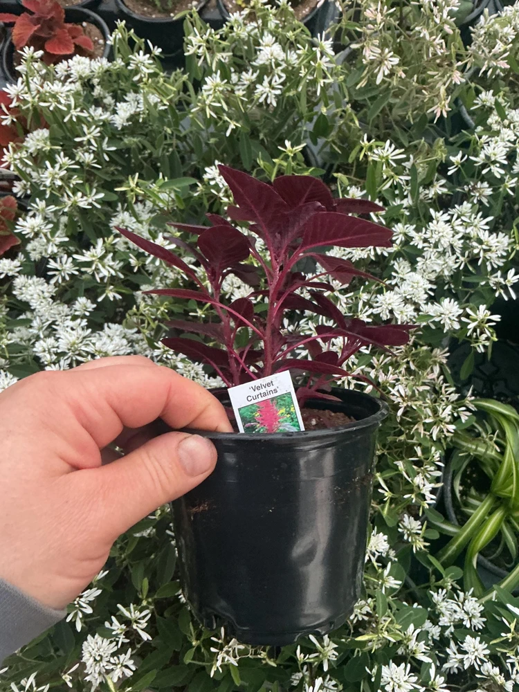 Velvet Curtains Amaranthus Live Plant – 4.5 inch Nursery Pot – Outdoor Foliage - Image 7