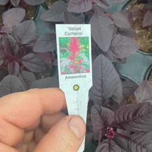 Velvet Curtains Amaranthus Live Plant – 4.5 inch Nursery Pot – Outdoor Foliage - Image 8