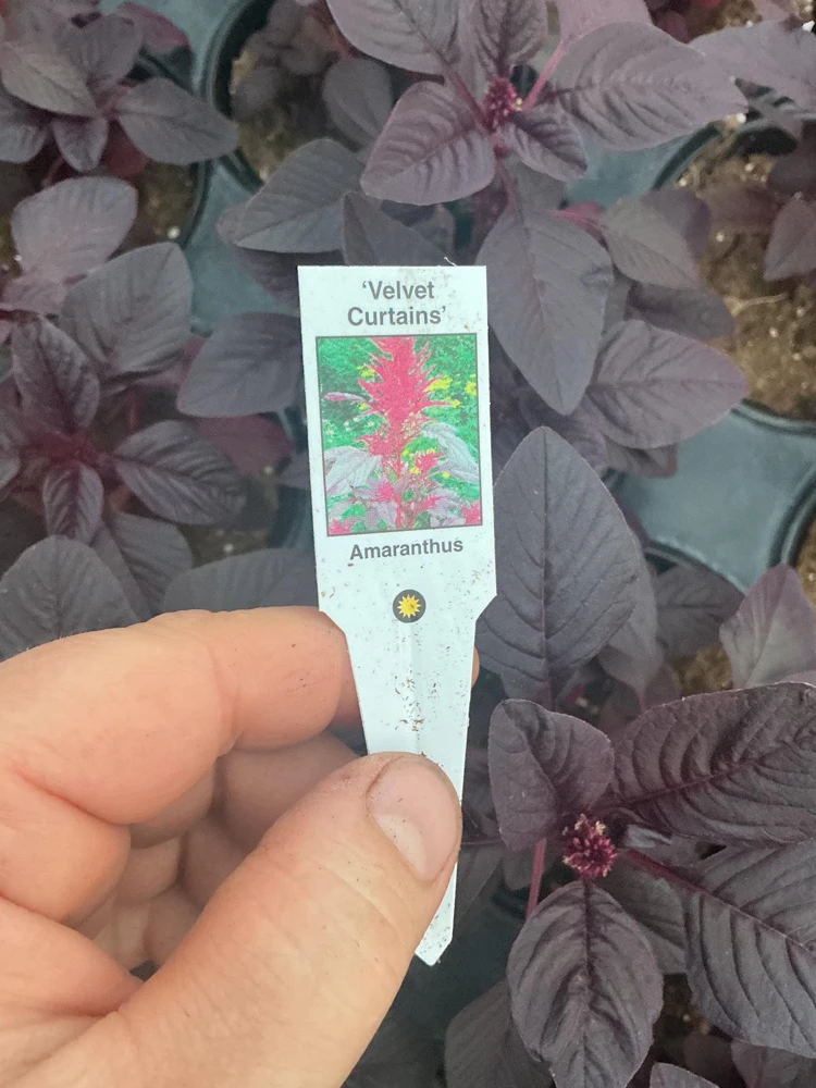 Velvet Curtains Amaranthus Live Plant – 4.5 inch Nursery Pot – Outdoor Foliage - Image 8