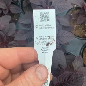 Velvet Curtains Amaranthus Live Plant – 4.5 inch Nursery Pot – Outdoor Foliage - Image 9
