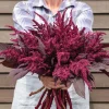 Velvet Curtains Amaranthus Live Plant – 4.5 inch Nursery Pot – Outdoor Foliage - Image 1