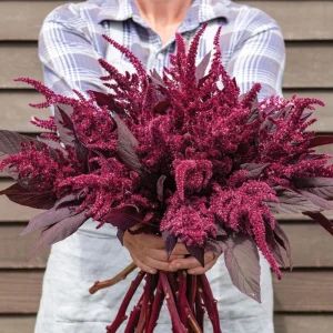 Velvet Curtains Amaranthus Live Plant – 4.5 inch Nursery Pot – Outdoor Foliage - Image 1