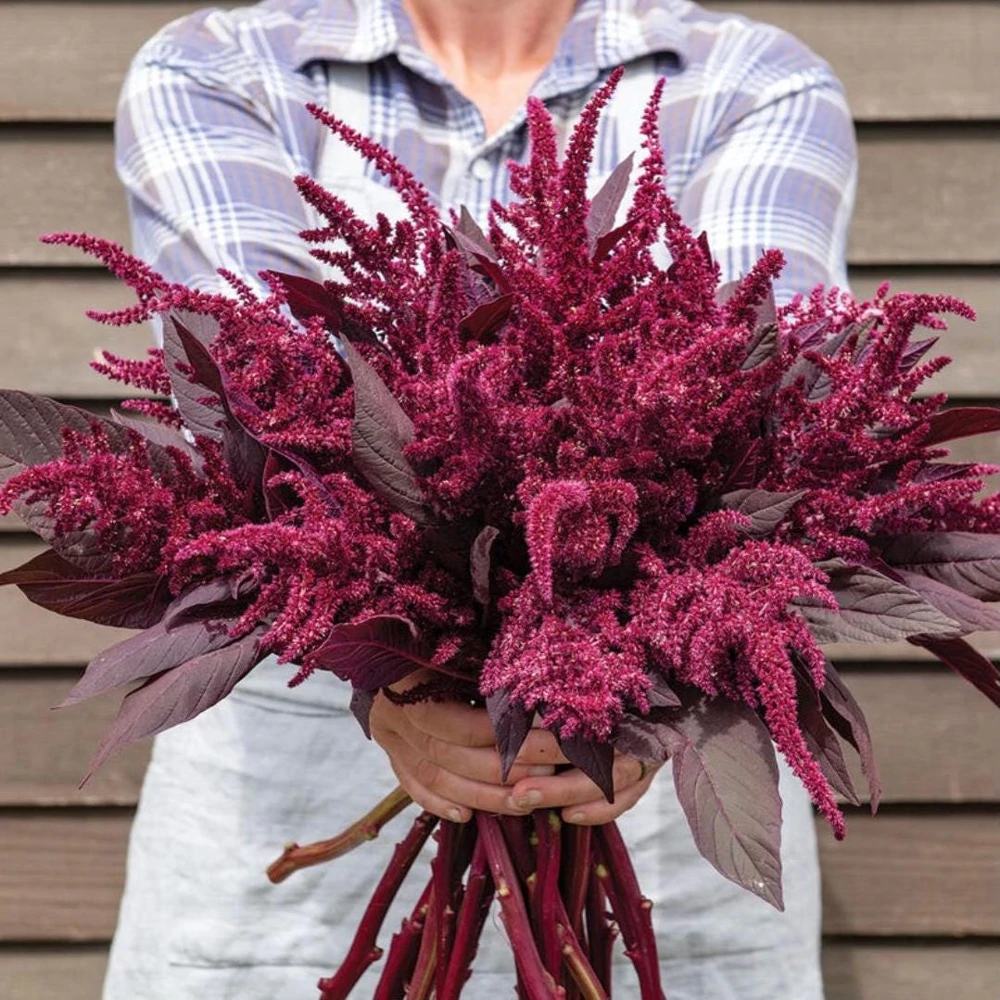 Velvet Curtains Amaranthus Live Plant – 4.5 inch Nursery Pot – Outdoor Foliage - Image 1