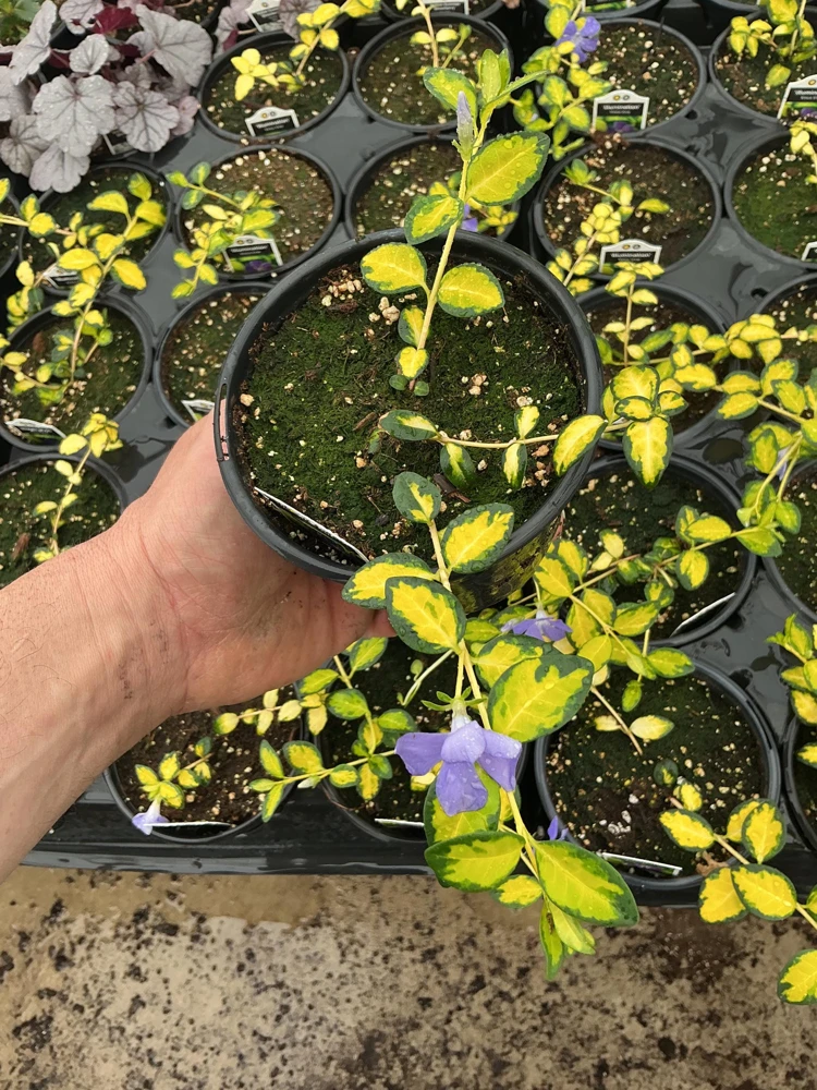 Vinca Vine 'Illumination' Live Plant – 4.5 inch Nursery Pot – Outdoor Groundcover - Image 2