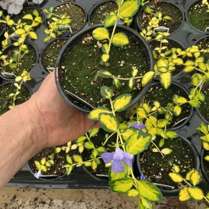 Vinca Vine 'Illumination' Live Plant – 4.5 inch Nursery Pot – Outdoor Groundcover - Image 2