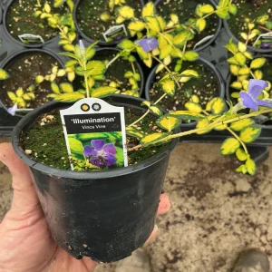 Vinca Vine 'Illumination' Live Plant – 4.5 inch Nursery Pot – Outdoor Groundcover - Image 3