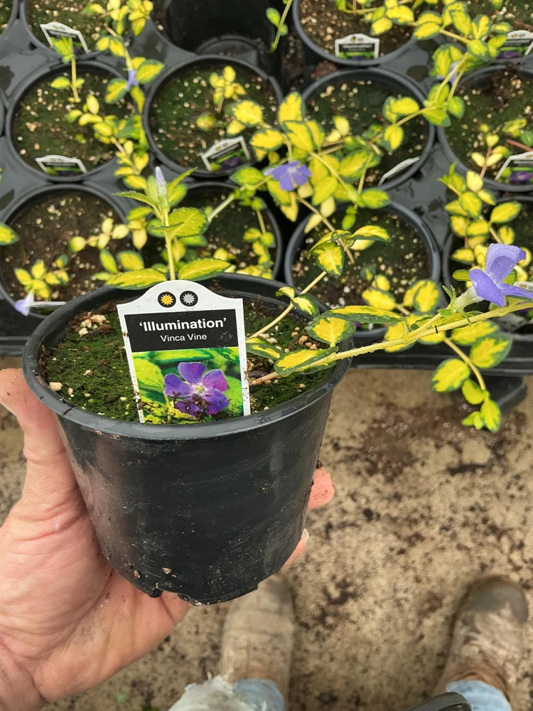 Vinca Vine 'Illumination' Live Plant – 4.5 inch Nursery Pot – Outdoor Groundcover - Image 3