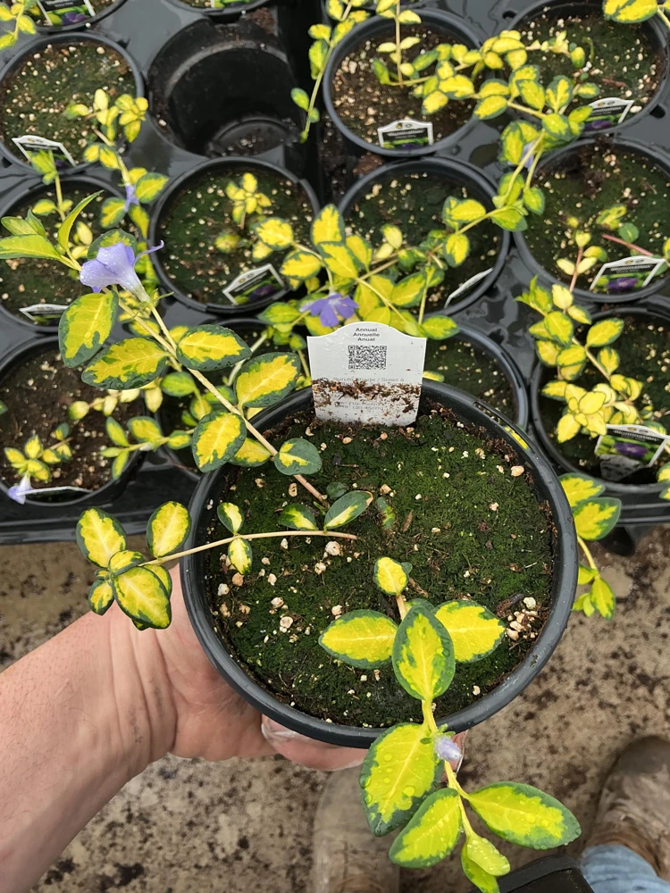 Vinca Vine 'Illumination' Live Plant – 4.5 inch Nursery Pot – Outdoor Groundcover - Image 4
