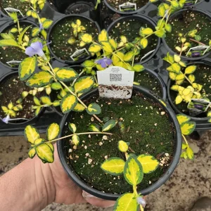 Vinca Vine 'Illumination' Live Plant – 4.5 inch Nursery Pot – Outdoor Groundcover - Image 4