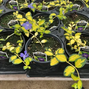 Vinca Vine 'Illumination' Live Plant – 4.5 inch Nursery Pot – Outdoor Groundcover - Image 5