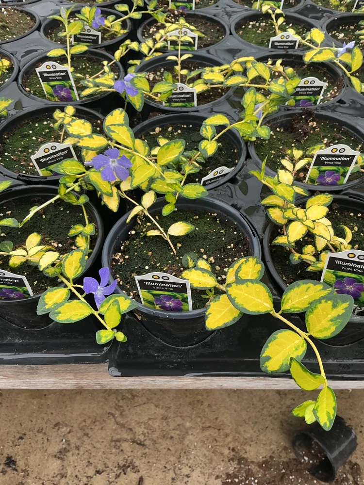 Vinca Vine 'Illumination' Live Plant – 4.5 inch Nursery Pot – Outdoor Groundcover - Image 5