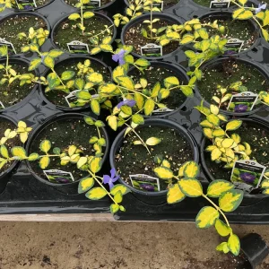 Vinca Vine 'Illumination' Live Plant – 4.5 inch Nursery Pot – Outdoor Groundcover - Image 6
