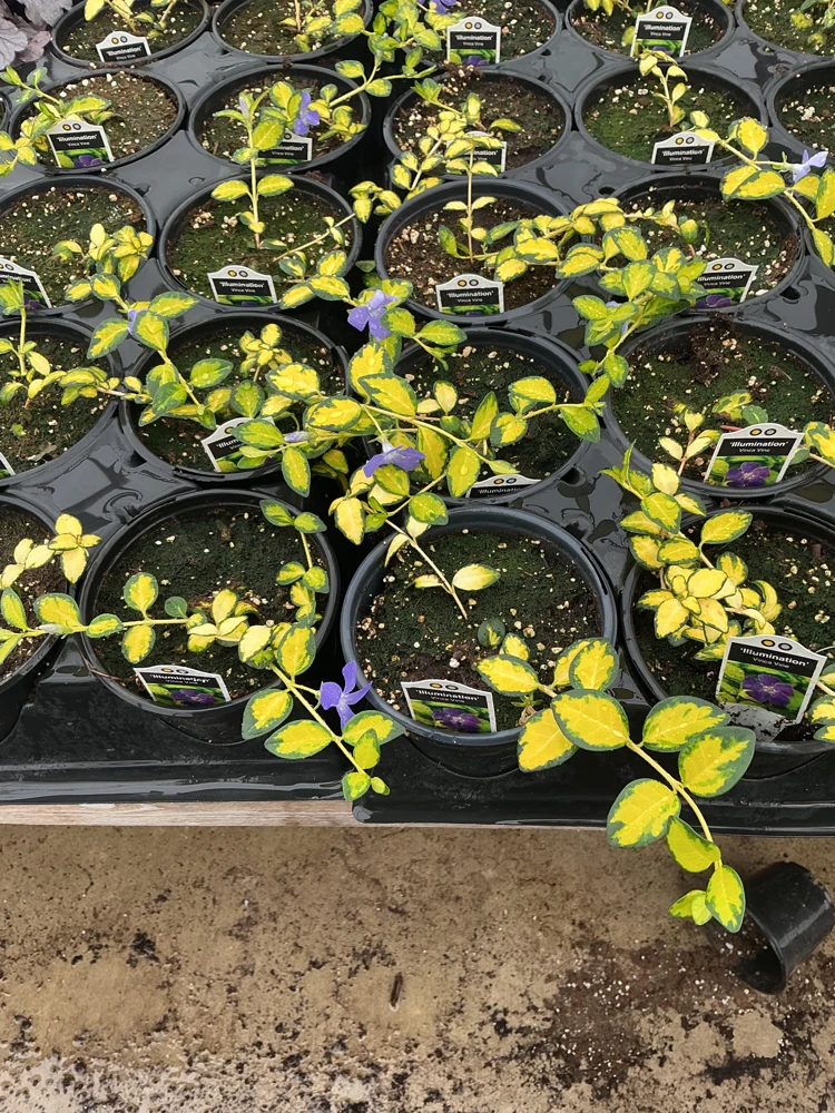 Vinca Vine 'Illumination' Live Plant – 4.5 inch Nursery Pot – Outdoor Groundcover - Image 6